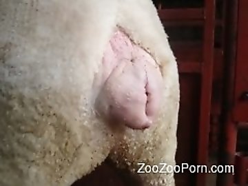 Cum swapping zoo